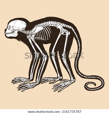 Skeleton golden headed lion tamarin vector illustration animal