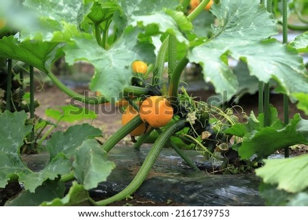 Zucchini and zucchini flowers before harvest