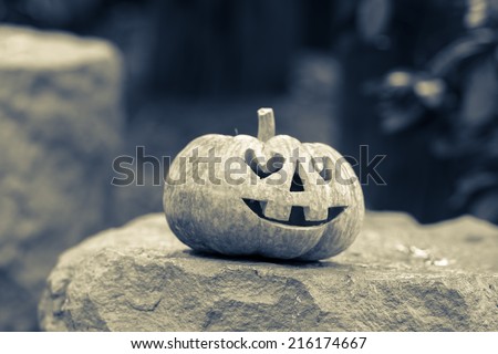 halloween pumpkin in the garden, soft focus
