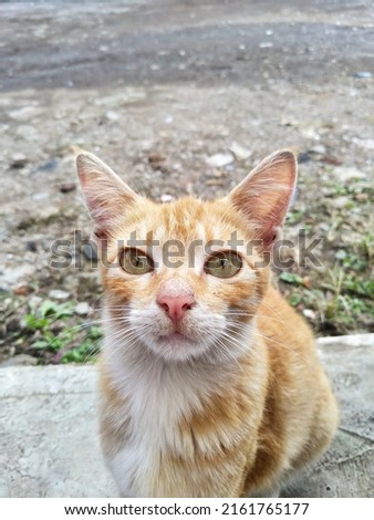 A shot of an orange cat sitting looking to the camera, in a field looks so gorgeous