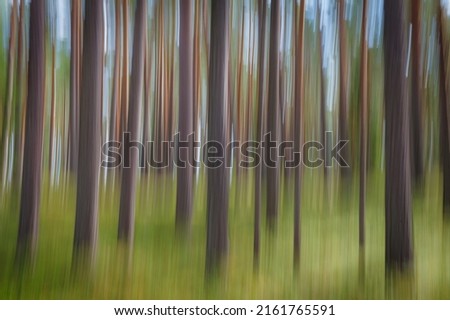 Pine tree trunks. Intentional camera motion. Motion blur. Abstract. Impressionizm.
