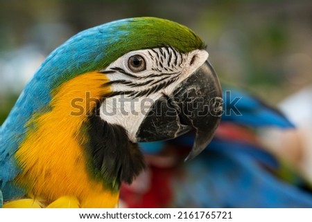 Closeup of colorful macaw bird face. Macro parrot bird head.Blue and gold Macaw parrot. Exotic colorful beautiful African macaw parrot.Bird watching in safari, South Africa wildlife. Royalty-Free Stock Photo #2161765721
