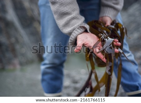 freshly foraged seaweed from an English beach (kelp oarweed) Royalty-Free Stock Photo #2161766115