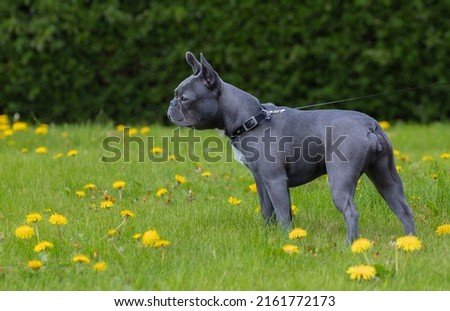 Boston Terrier, blue, dog and meadow