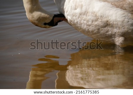 The mute swan (Cygnus olor) is a species of swan and a member of the waterfowl family Anatidae. High resolution photography.