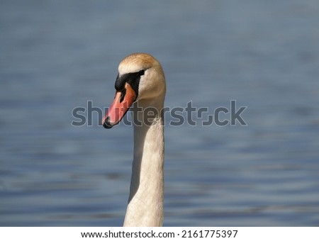 The mute swan (Cygnus olor) is a species of swan and a member of the waterfowl family Anatidae. High resolution photography.