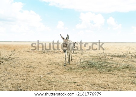 Beautiful sad donkeys walk in the wild steppe in the nature reserve Askania Nova, Kherson region, Ukraine on a background of dry grass and blue sky.