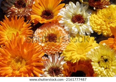 Pot Marigold (Calendula officinalis) in mixed colours Royalty-Free Stock Photo #2161777487