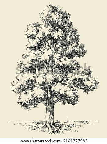 Tall oak tree hand drawn vector illustration