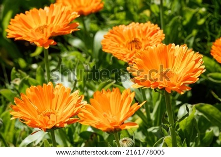 Calendula officinalis 'Candyman Orange' is a Pot Marigold with orange flowers