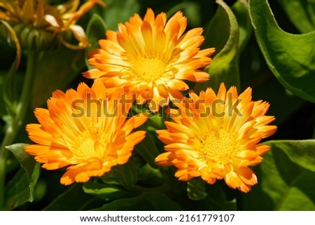Calendula officinalis 'Oopsy Daisy' is a Pot Marigold with orange flowers