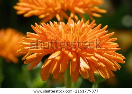 Calendula officinalis 'Orange Porcupine' is a Pot Marigold with orange flowers