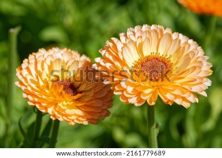 Calendula officinalis 'Pink Surprise' is a Pot Marigold with pink flowers Royalty-Free Stock Photo #2161779689