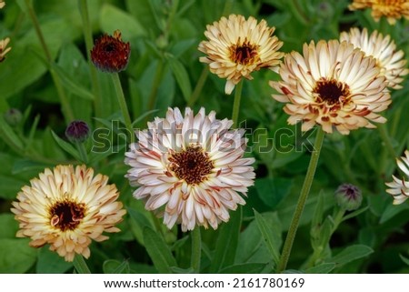 Calendula officinalis 'Touch of Red Buff' is a Pot Marigold with pink flowers