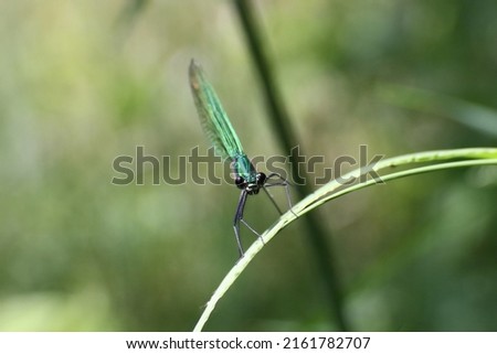 banded demoiselle sitting on a leaf of grass in the sun to worm up in summer