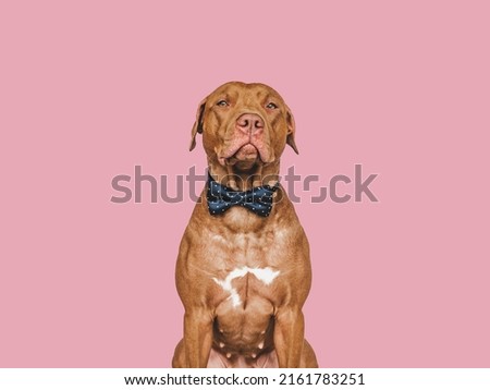 Lovable, pretty brown puppy and bow tie. Beauty and fashion. Close-up, indoors. Day light. Concept of care, education, obedience training and raising pets Royalty-Free Stock Photo #2161783251