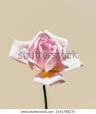 Rose rosa: simboleggiano gratitudine, grazia e gioia e sono un'opzione molto più delicata del rosso.