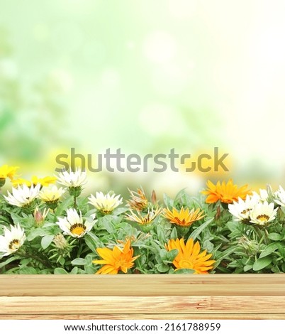 Adonis vernalis (Pheasant's eye) flowers and old wooden plank on green sunny background. Empty wooden table top and False hellebore flower. Rustic wood table. Mock up template. Copy space for text