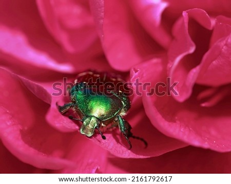 Macro closeup of a green rose chafer, Cetonia aurata, in pink peony blossom in the garden