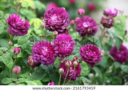 Purple rosa 'Cardinal de Richelieu' in flower Royalty-Free Stock Photo #2161793459