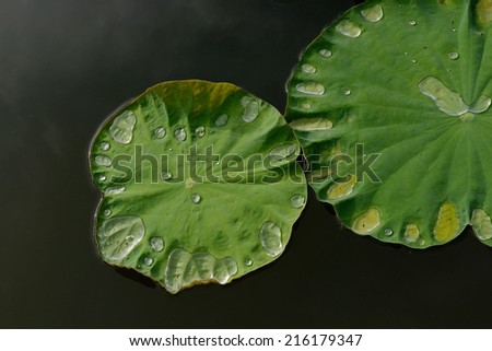 lotus leaf with water drops in pond