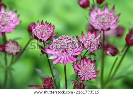 The delicate pink flowers of masterwort, Astrantia 'Claret' in bloom Royalty-Free Stock Photo #2161793515