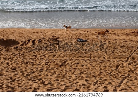 Dogs running in the beach