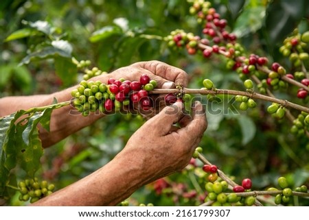 A close up view of a arabica coffee farmer's hands picking ripened beans of a plant on his farm in Manizales ,  Colombia, South America Royalty-Free Stock Photo #2161799307