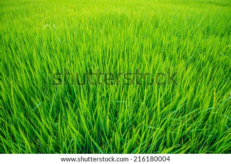 A field where rice is grown in Thailand.
