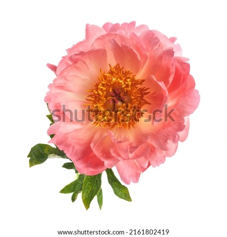 Beautiful pink peony flowers isolated on white background