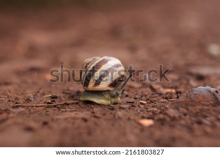 The snail crawls on the red earth after the rain. Snail on the ground in its natural habitat, snail shell cracked.