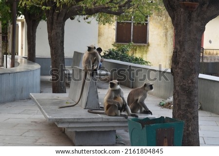 monkeys picture in pichola lake udaipur