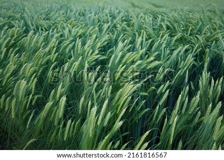 This is the very nice green barley field in Egglfing am in, Bayern, Germany Royalty-Free Stock Photo #2161816567
