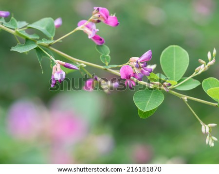 Beautiful Bush clover said to be "seven flowers of autumn" in Japan 