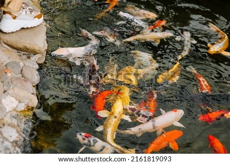 People, children are fed with special tasty food to beautiful large hungry colored, multi-colored koi fish swimming in the water, in the pond, in the lake. Animal photography.