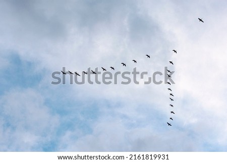 Duck birds fly in a V-shaped formation high in the sky against a background of white clouds.Copy spase. Royalty-Free Stock Photo #2161819931