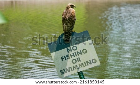 Red-tailed hawk perched on a crooked sign that states "No fishing or swimming" next to a lake with water in the background Royalty-Free Stock Photo #2161850145