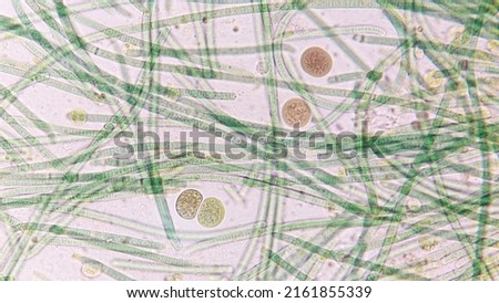 Association of two Cyanobacteria (Oscillatoria sp. and Chroococcus sp.)  Royalty-Free Stock Photo #2161855339