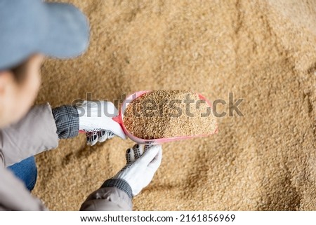 Closeup of red scoop with grinded soy husk in hands of female farmer checking quality of livestock feed in farm storage.. Royalty-Free Stock Photo #2161856969
