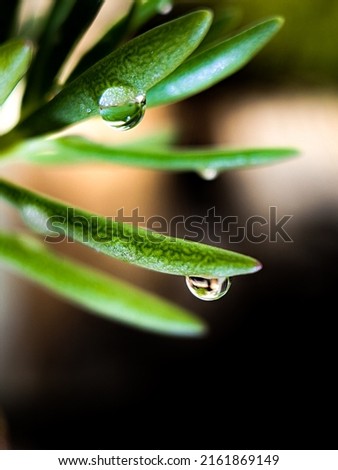 water drop photo on leaf with amazing contrast background 
