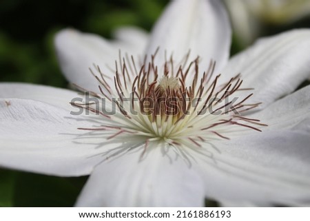 White Clematis henryi flowers blooming on warm sunny days in spring 