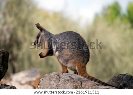 the yellow footed rock wallaby is grey, tan,and white with a long tail and black paws