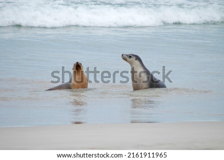two sea lion pups playing in the water