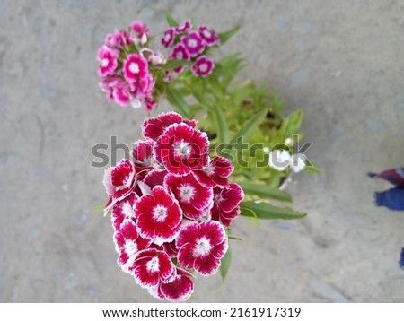 This photo was taken in Chitral, Khyber Pakhtunkhwa, Pakistan.In this picture, flowers of three different colors are prominent. White, pink and red.