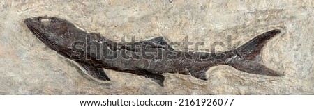 Fossil fish Eocene Green River Formation. Ancient fossil