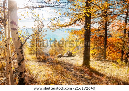 Autumn landscape. Fall scene. Birch and larch tree in the forest in the mountains
