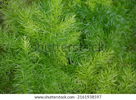 Close-up of Asparagus Densiflorus, Asparagus fern plants. Natural background of small green leaves in the tropical garden. ornamental and ground cover plants for decorating in the garden. Royalty-Free Stock Photo #2161938597