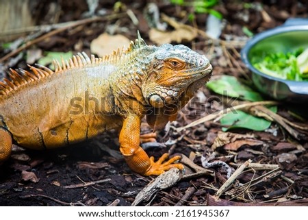 The Red Iguana(Iguana iguana) closeup image. American iguana is a lizard reptile in the genus Iguana in the iguana family.