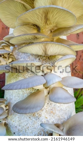 White edible oyster mushrooms close-up. Growing mushrooms on the farm. Agro business
