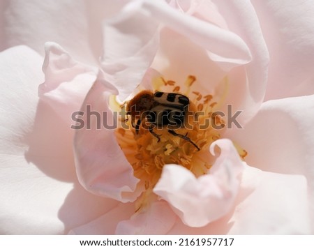 Insect collecting pollen in a white rose in a garden